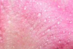 gouttes d'eau sur une rose rose photo