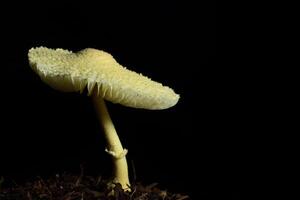 champignon sur fond noir photo