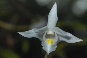 gros plan d'une orchidée blanche