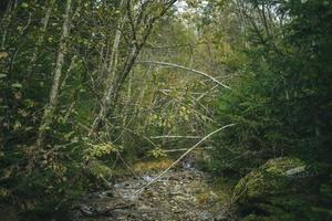 ruisseau dans les bois photo