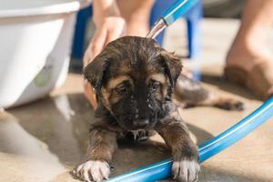 bain de toiletteur, douche, toilettage avec shampooing un mignon chiot brun dans le bassin photo