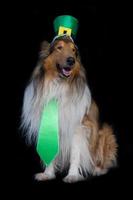 portrait d'un chien colley rugueux avec le chapeau haut de forme de la saint patrick photo