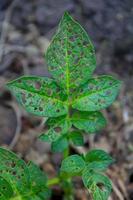 plante à feuilles vertes avec trou mangé par les fourmis noires photo