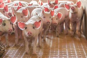 écloserie porcine industrielle pour consommer sa viande photo