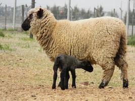 élevage de moutons dans la pampa argentine, province de santa fe photo