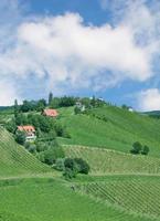 paysage viticole en styrie appelé toscane styrienne, autriche photo