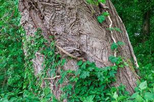 Écorce de peuplier noir --populus nigra--en Rhénanie, Allemagne photo