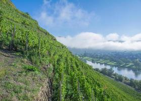 matin dans la vallée de la moselle à la moselle, allemagne photo