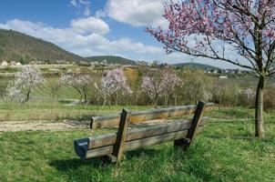 Printemps avec fleur d'amandier dans la région viticole du Palatinat, Rhénanie-Palatinat, Allemagne photo