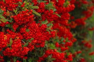 arbuste ornemental de fruits rouges en automne avec des gouttes de pluie photo