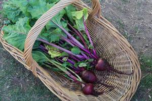 panier avec récolte de betteraves du jardin photo