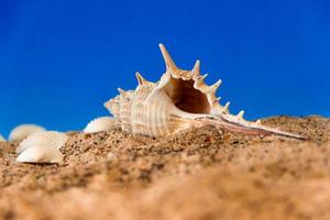 arrière-plan minimaliste représentant l'été avec des lunettes de palourdes d'escargots et du sable sur céleste photo