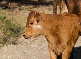 portrait d'un veau brun clair sur le terrain photo