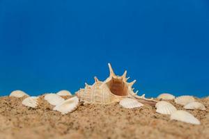 arrière-plan minimaliste représentant l'été avec des lunettes de palourdes d'escargots et du sable sur céleste photo