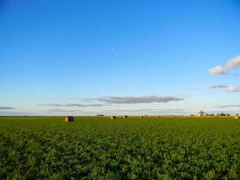 Rouleaux de luzerne dans la campagne argentine en automne photo