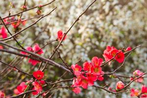 buisson de jardin avec des branches fleuries en rose et rouge photo