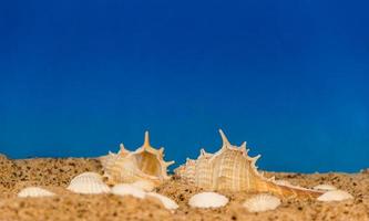 arrière-plan minimaliste représentant l'été avec des lunettes de palourdes d'escargots et du sable sur céleste photo