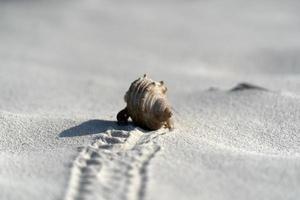 bernard-l'ermite sur la plage paradisiaque de sable blanc photo