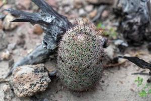 mammillaria armillata basse californie sur mexique cactus photo