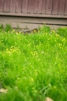 gros plan de l'herbe verte brillante avec des fleurs sauvages jaunes dans la cour photo de concept