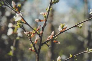 gros plan des bourgeons de fleurs de cerisier sur la branche photo de concept