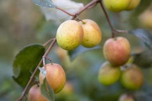 fruits de jujube rouge ou pomme kul boroi sur les branches d'un pommier dans le jardin photo