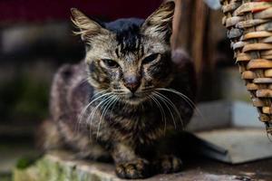 chat de village chasseur accompli, aime attraper des souris dans la maison - Photos
