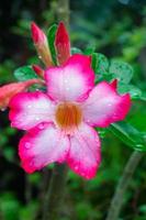 macro adenium obesum ou rose du désert. Les fleurs colorées sont de beaux arbres qui poussent très facilement et résistent aux conditions de sécheresse. rouge, rose. photo