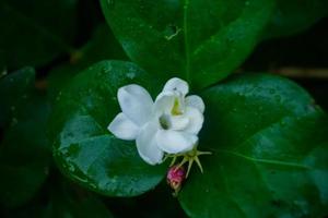 belles fleurs de jasmin dans le jardin le matin photo