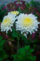 aster chinois ou aster annuel callistephus chinensis, gros plan de fleurs blanches, asters blancs, photo d'en haut de la rosette de fleurs, pétales d'asters ukrainiens blancs