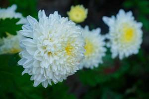 fleurs blanches dans le jardin photo