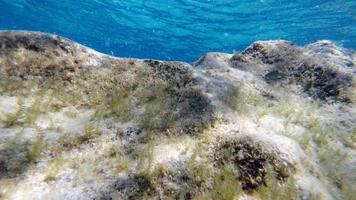 vue sous-marine de l'eau cristalline de la sardaigne pendant la plongée photo