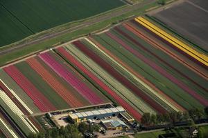 champs de tulipes hollande vue aérienne d'avion photo