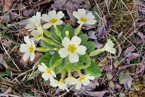 fleur de primevère au début du printemps photo