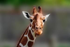 tanzanie girafe gros plan portrait photo