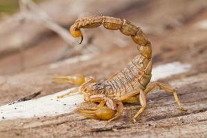 gros plan de scorpion de Buthus photo