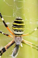 orb-weaving spider argiope bruennichi photo