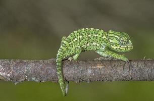 caméléon vert méditerranéen photo