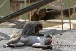 portrait de singe macaque japonais pendant le toilettage photo