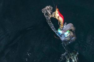 seiche calmar vivant sous l'eau la nuit tout en étant pêché photo