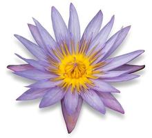 fleur de lotus violet isolé sur fond blanc photo