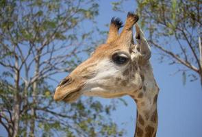 tête de girafe dans le zoo national, thaïlande photo