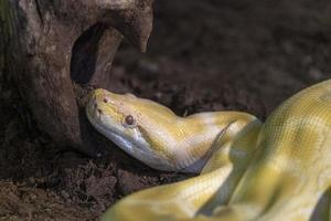 python jaune sur un arbre photo