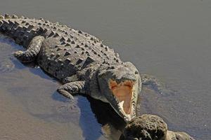 regarder dans la gueule d'un crocodile photo