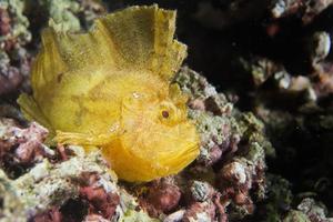 poisson feuille jaune à cebu photo