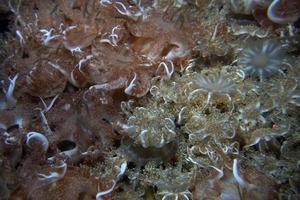 méduses à l'envers sous l'eau photo