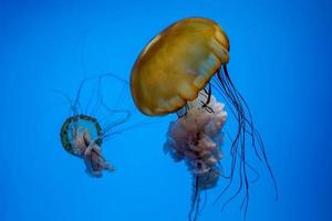 ortie de mer du pacifique méduse sous l'eau photo