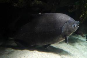 poisson pirapitinga sous l'eau gros plan photo