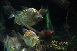 poisson piranha sous l'eau gros plan portrait photo