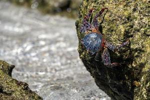 crabe sur les roches de lave au mexique photo